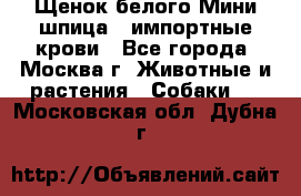 Щенок белого Мини шпица , импортные крови - Все города, Москва г. Животные и растения » Собаки   . Московская обл.,Дубна г.
